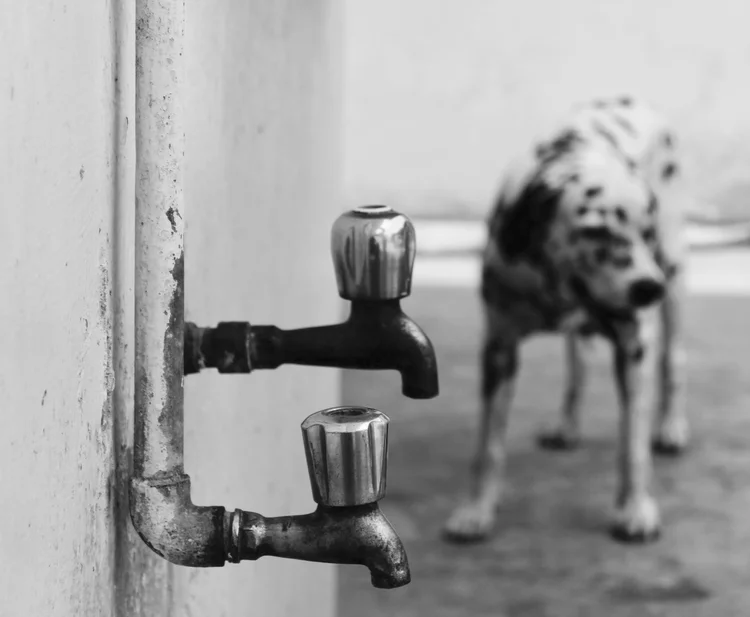 A black-and-white photo of a spotted dog standing next to two outdoor water taps