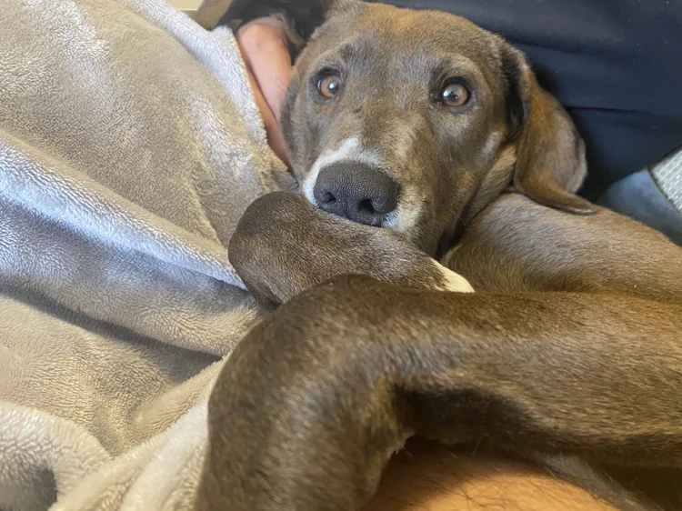 A brown dog resting on a blanket, looking at the camera