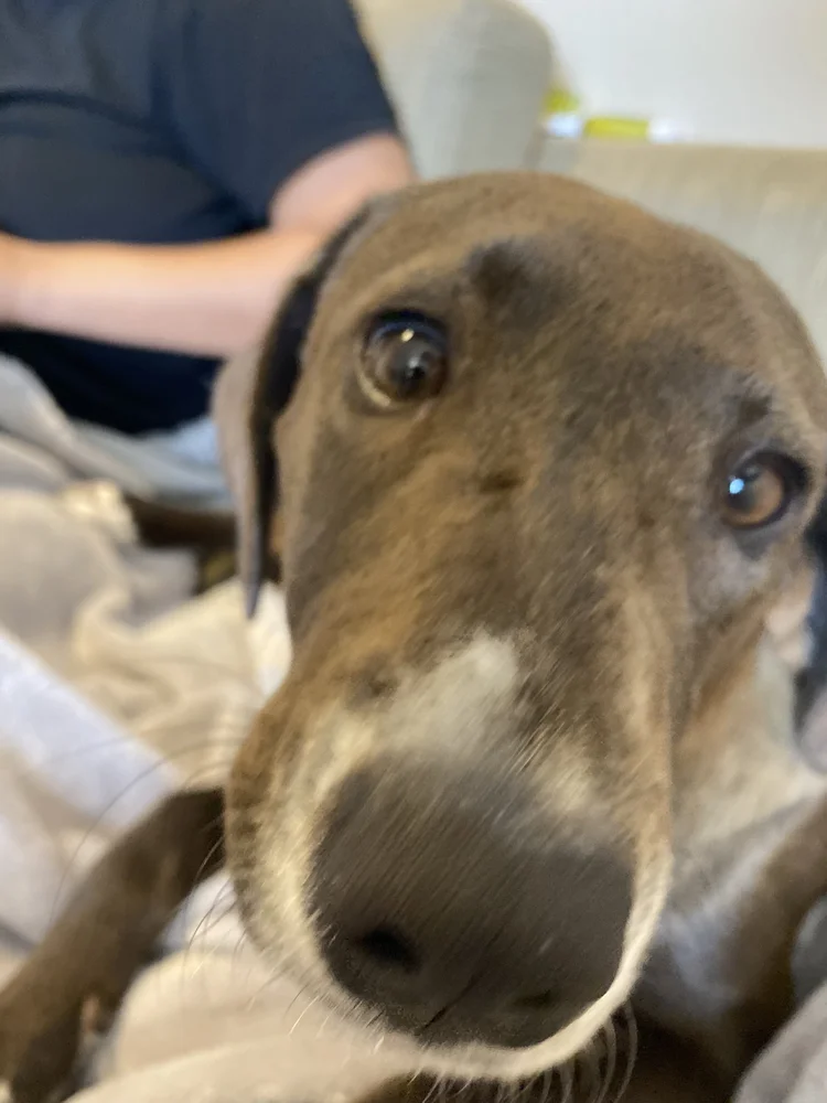 Close-up of a brown dog's face looking up at the camera