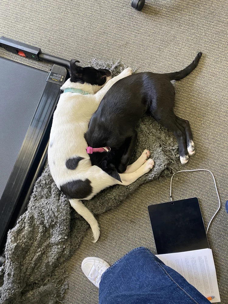 A black-and-white puppy sleeping on a gray rug next to a laptop