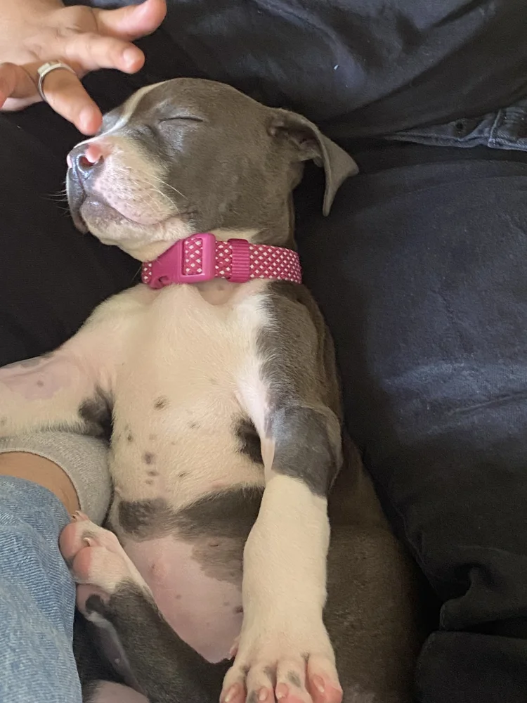 A gray and white puppy in a pink collar sleeping on its back