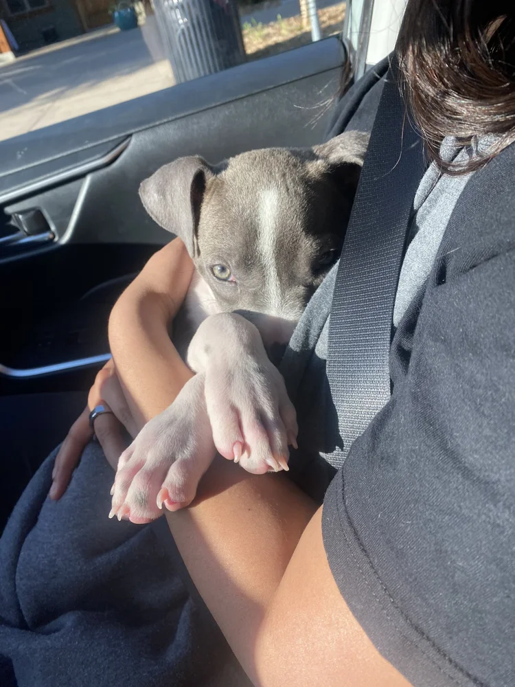A small gray puppy on someone's lap in a car