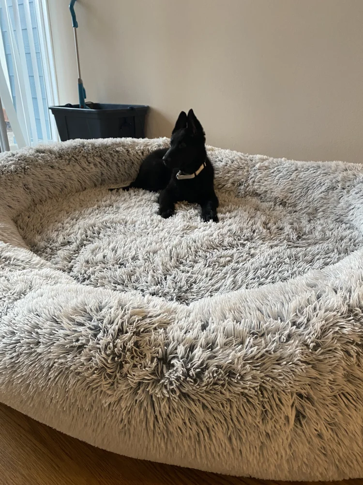 A tiny black puppy in a large fluffy dog bed