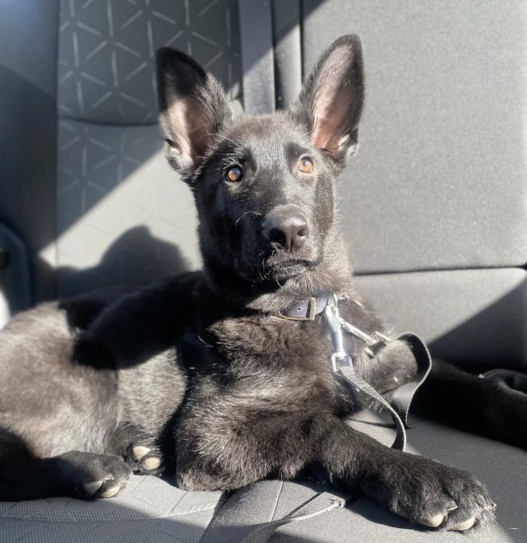 A young black German Shepherd lying in a sunny car seat