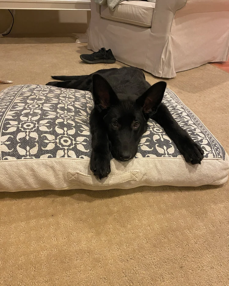 A black German Shepherd puppy lounging on a patterned cushion