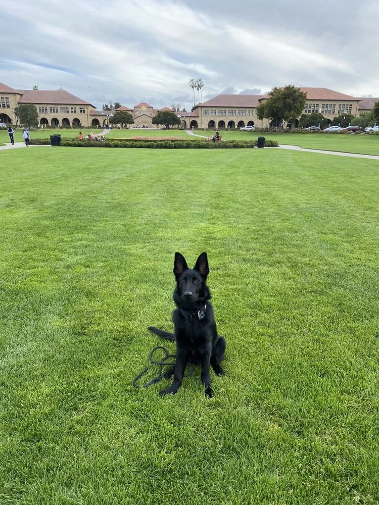 A small black dog sitting on a wide lawn in front of a sandstone campus