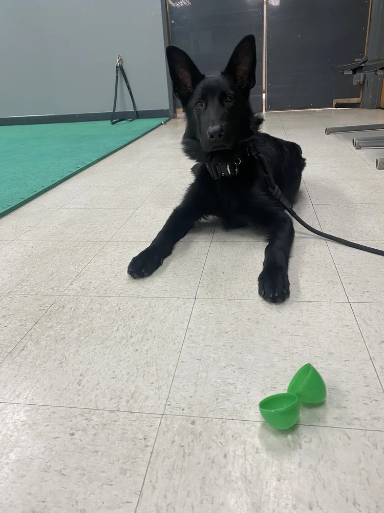 A black dog lying on a gym floor next to a green toy