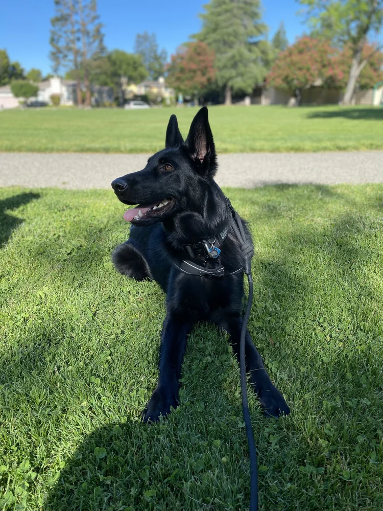 A black German Shepherd lying in a park on a leash