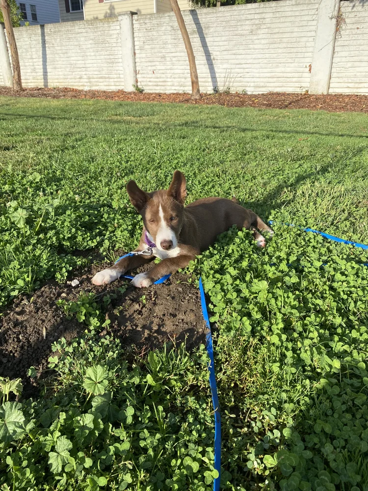 A small brown and white puppy lying on grass on a blue leash