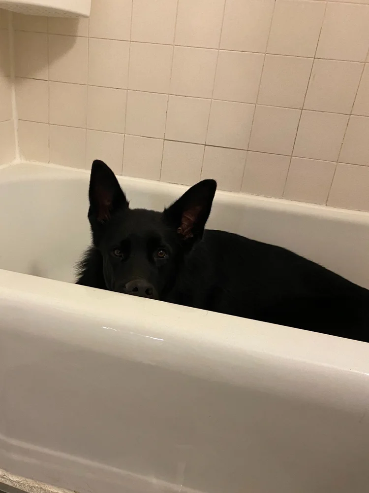 A black puppy sitting in a bathtub