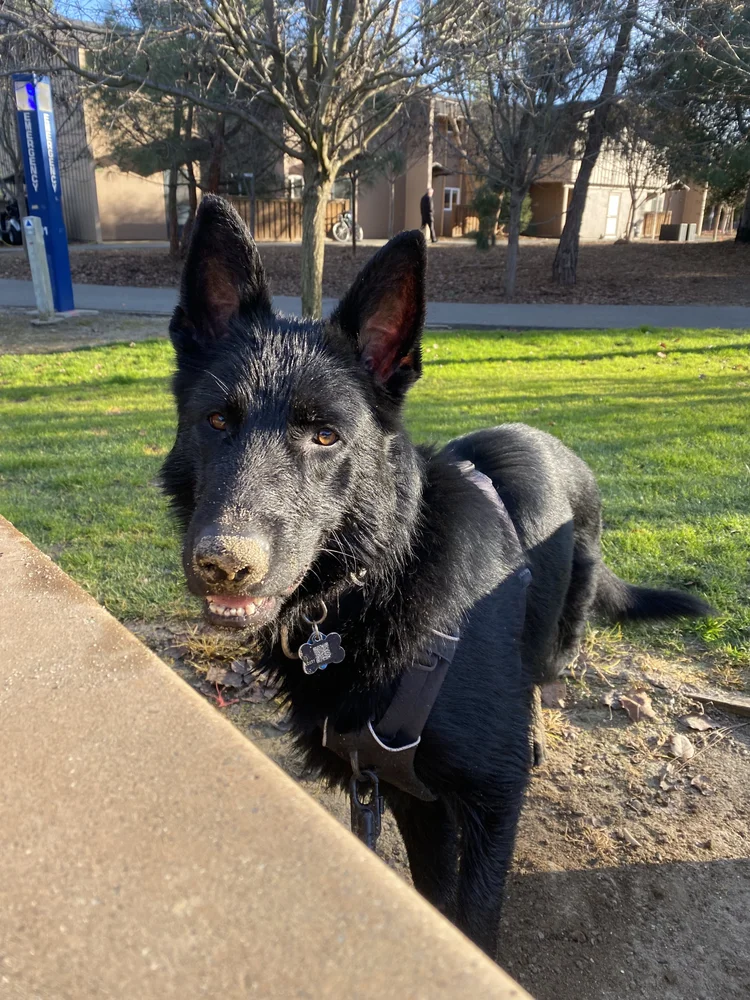 A black German Shepherd standing on a campus lawn