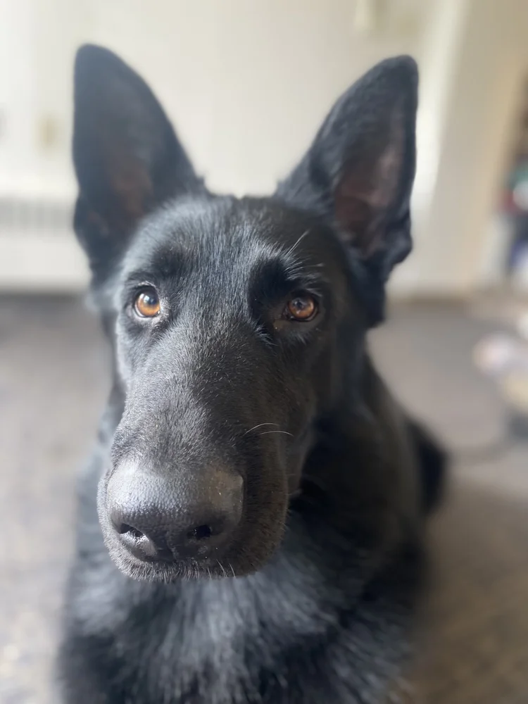 Close-up of a black German Shepherd's face