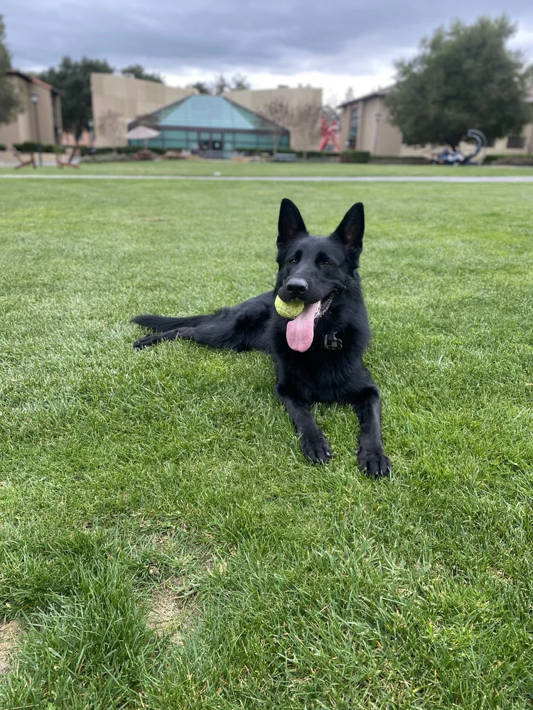 A black German Shepherd lying on grass with a tennis ball in its mouth