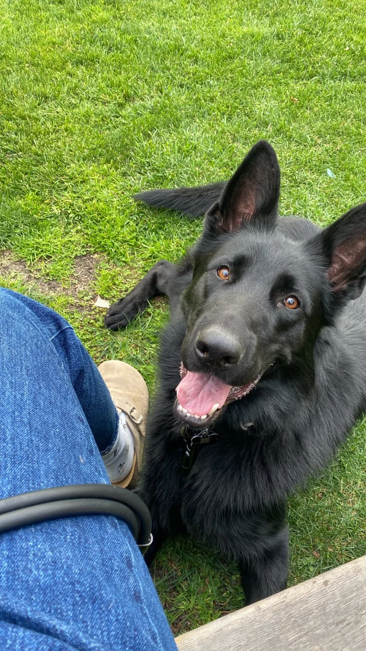 A black German Shepherd smiling on the grass next to someone's legs