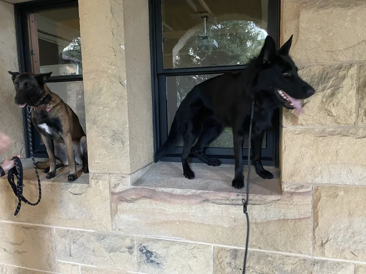A black German Shepherd standing in a stone window frame outdoors