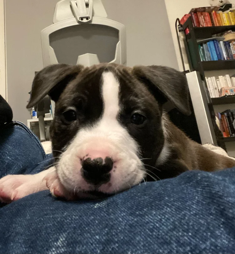 A brown and white puppy resting its chin on someone's knee