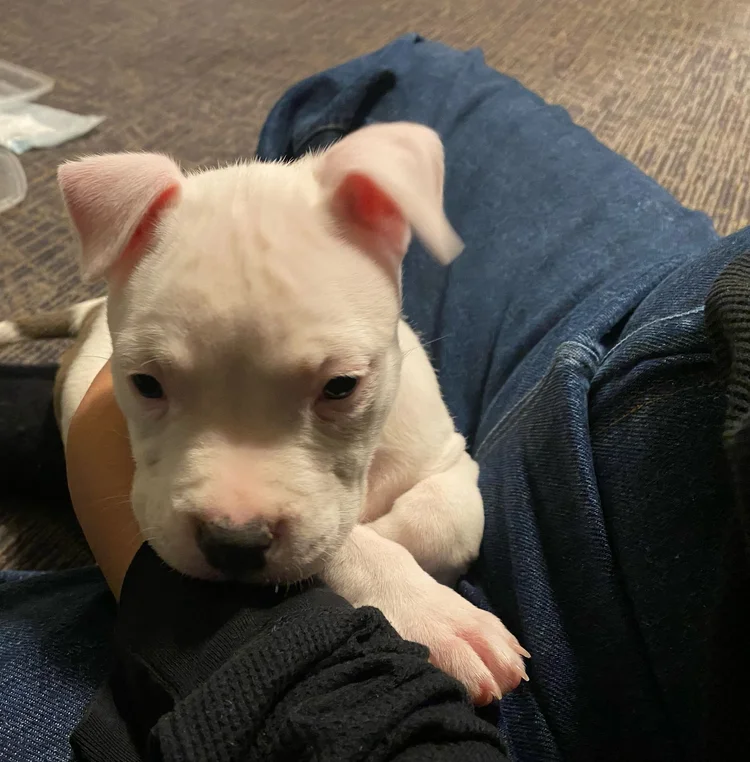 A white puppy with pink ears sitting on someone's lap