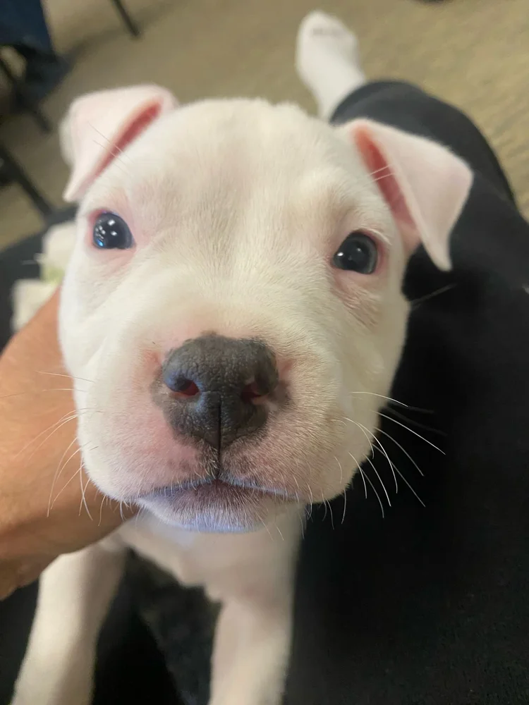 Close-up of a white puppy with pink ears looking up