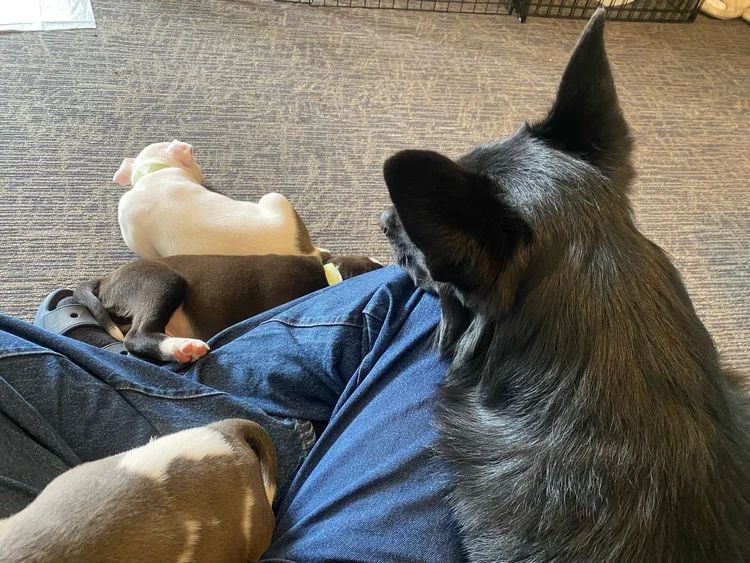 A black German Shepherd looking at two sleeping puppies on a rug