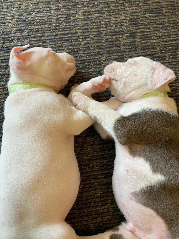 Two puppies asleep side by side on a cushion