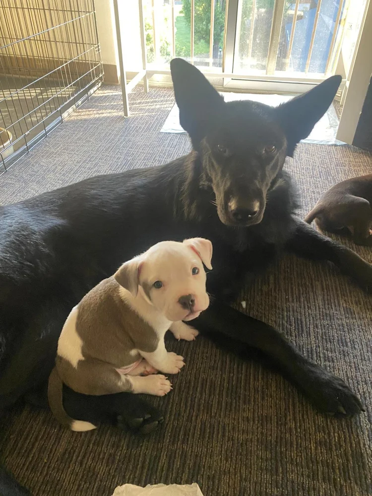 A black German Shepherd lying next to a small white puppy