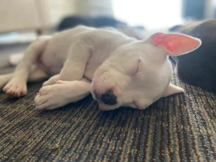 A white puppy with pink ears asleep on a rug