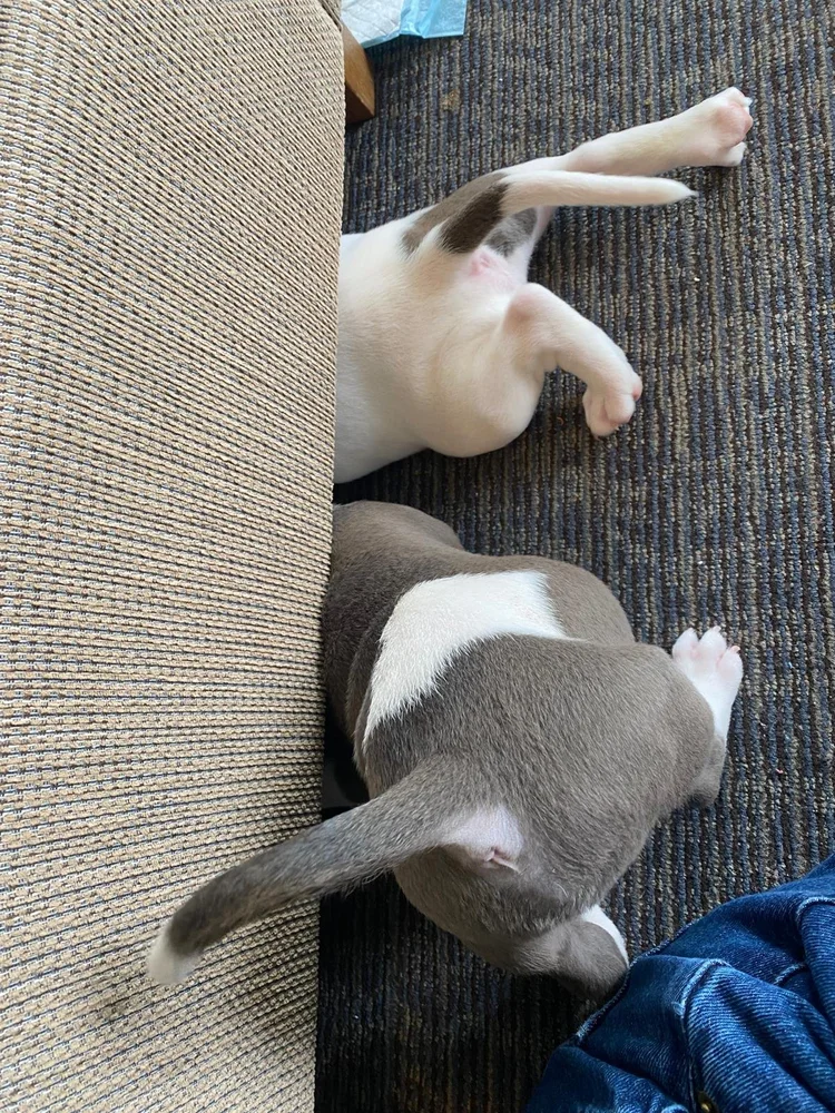 Two puppies curled up asleep on a couch