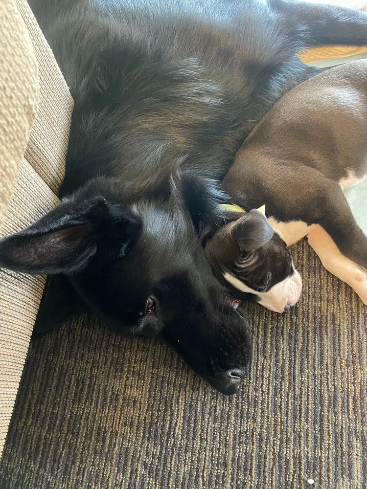A black German Shepherd snuggled up with a sleeping puppy