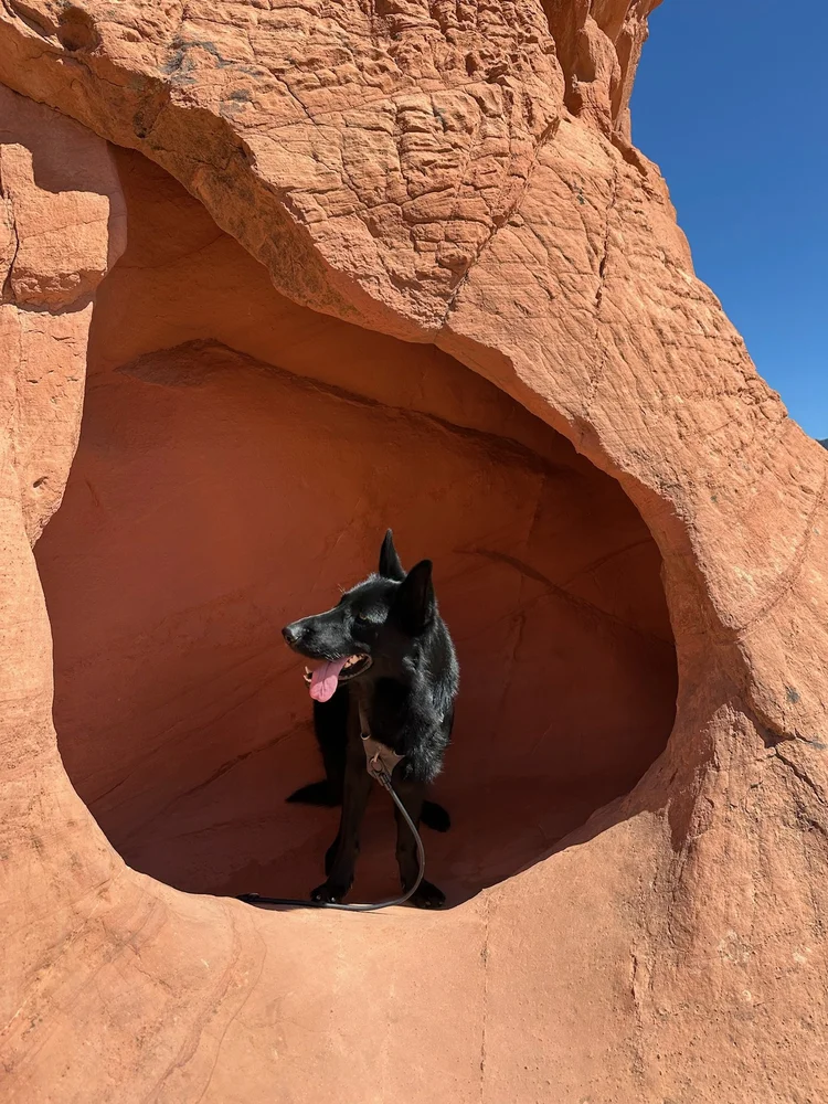 A black German Shepherd sitting inside a red sandstone rock formation