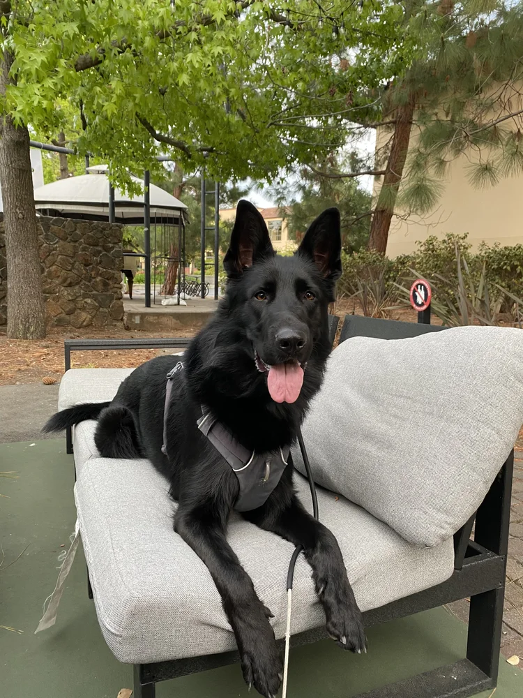 A black German Shepherd sitting on an outdoor chair, smiling