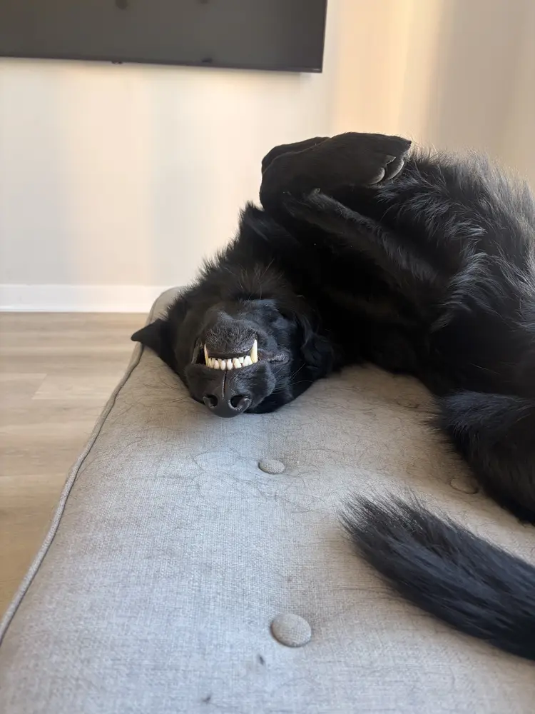 A black German Shepherd asleep upside down on a gray cushion, with a toothy grin